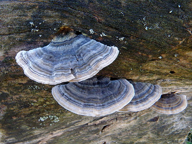 trúdnikovec pestrý Trametes versicolor (L.) Lloyd