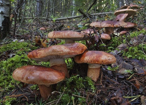 čírovka prstencová Tricholoma batschii Gulden