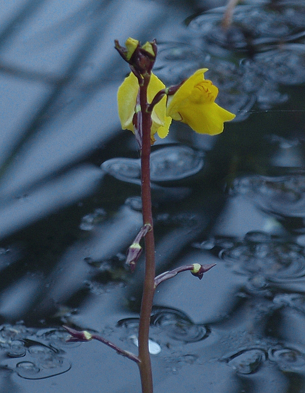 bublinatka obyčajná Utricularia vulgaris L.