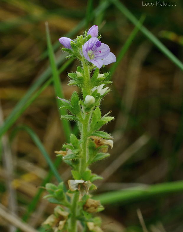 veronika lekárska Veronica officinalis L.