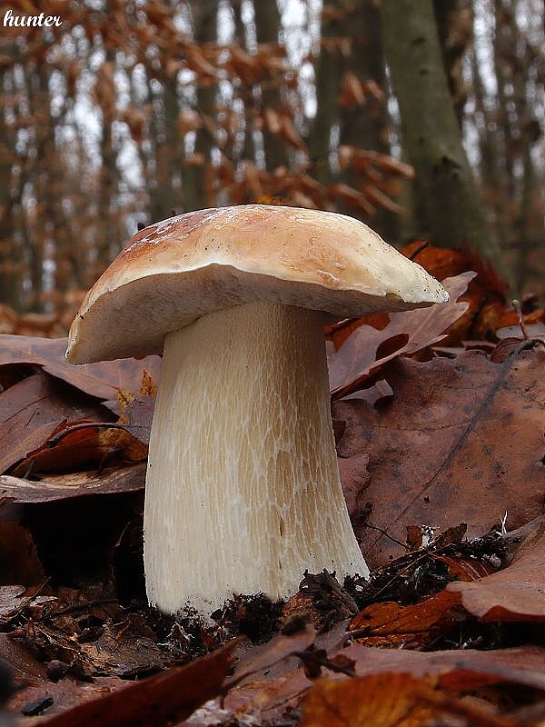 hríb smrekový Boletus edulis Bull.