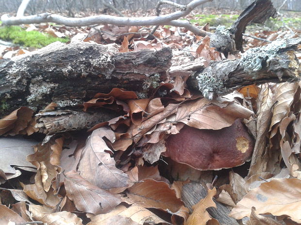 hríb sosnový Boletus pinophilus Pil. et Dermek in Pil.