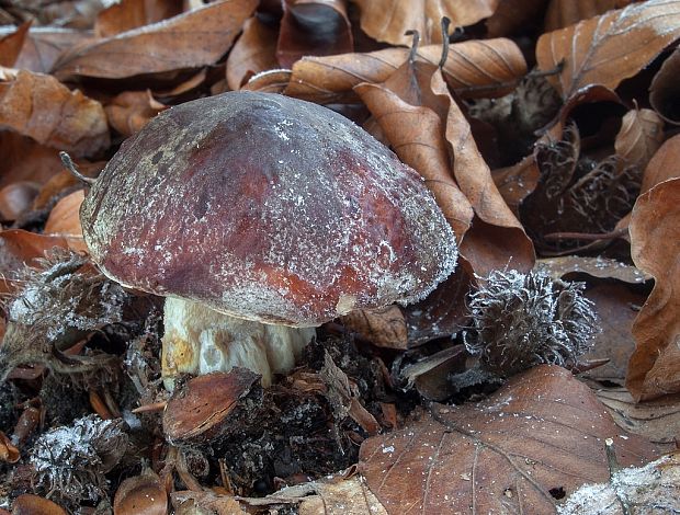 hríb sosnový Boletus pinophilus Pil. et Dermek in Pil.