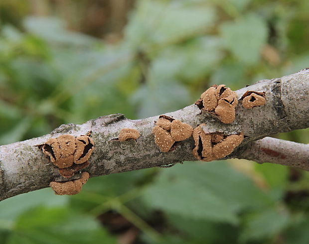 dutinovka otrubnatá Encoelia furfuracea (Roth) P. Karst.