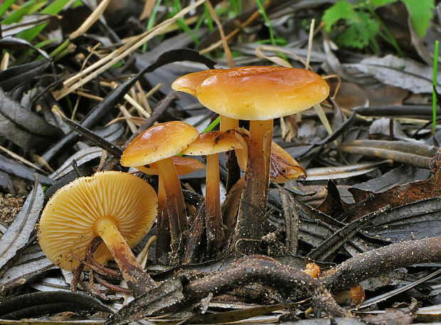 plamienka zimná dlhospóra Flammulina elastica (Lasch) Redhead & R.H. Petersen