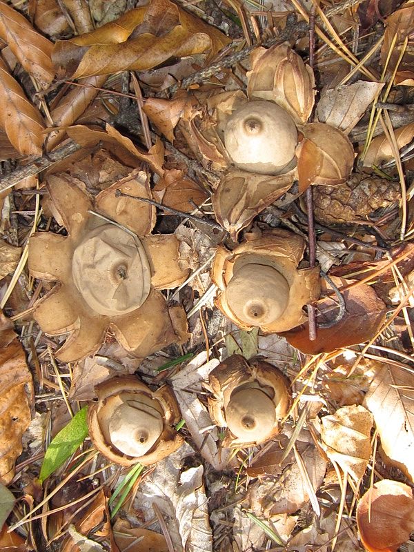 hviezdovka Geastrum sp.