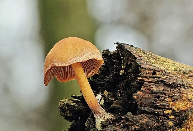 šupinovec Gymnopilus sp.