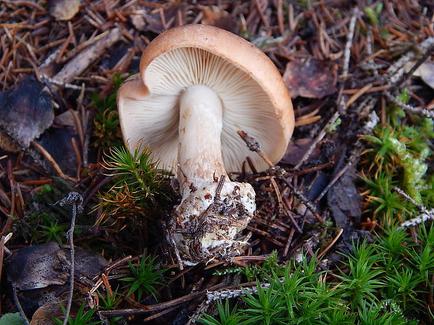 šťavnačka červenkastá Hygrophorus erubescens (Fr.) Fr.