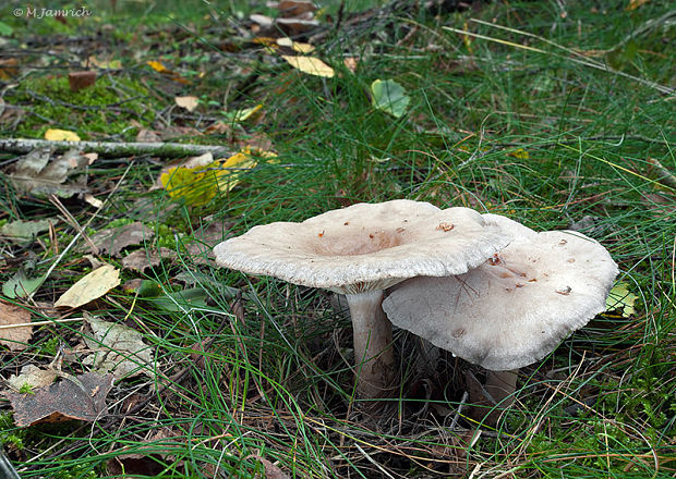 rýdzik brezový Lactarius vietus (Fr.) Fr.