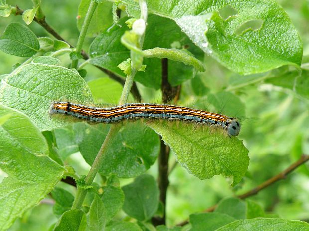 priadkovec obrúčkavý / bourovec prsténčivý Malacosoma neustria Linnaeus, 1758