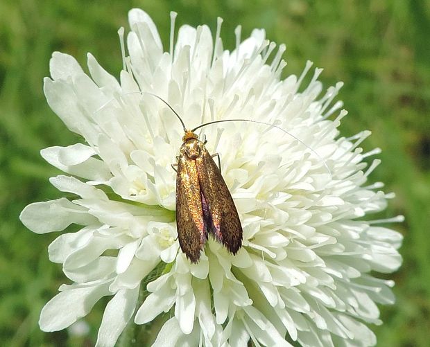 adéla chrastavcová Nemophora metallica Poda, 1761