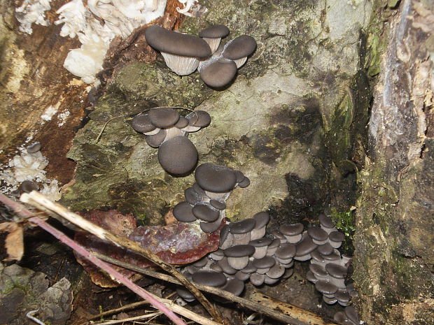 hliva ustricovitá Pleurotus ostreatus (Jacq.) P. Kumm.