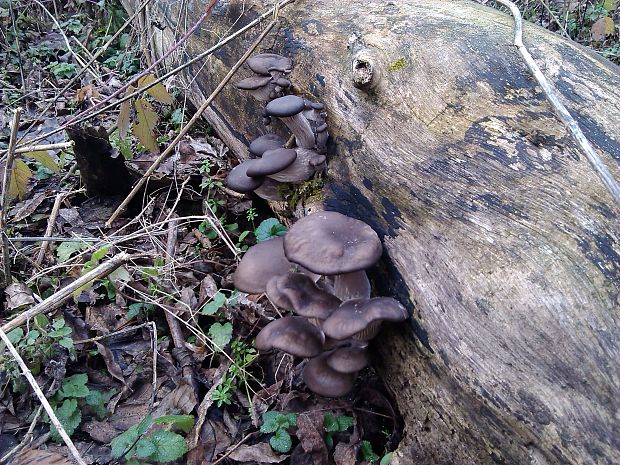 hliva ustricovitá Pleurotus ostreatus (Jacq.) P. Kumm.