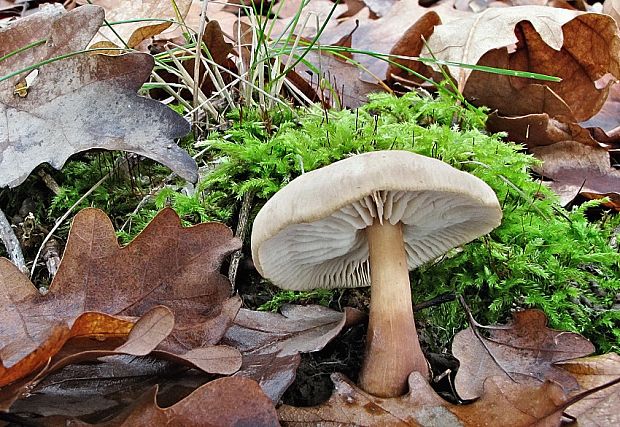 peniazovka maslová Rhodocollybia butyracea (Bull.) Lennox