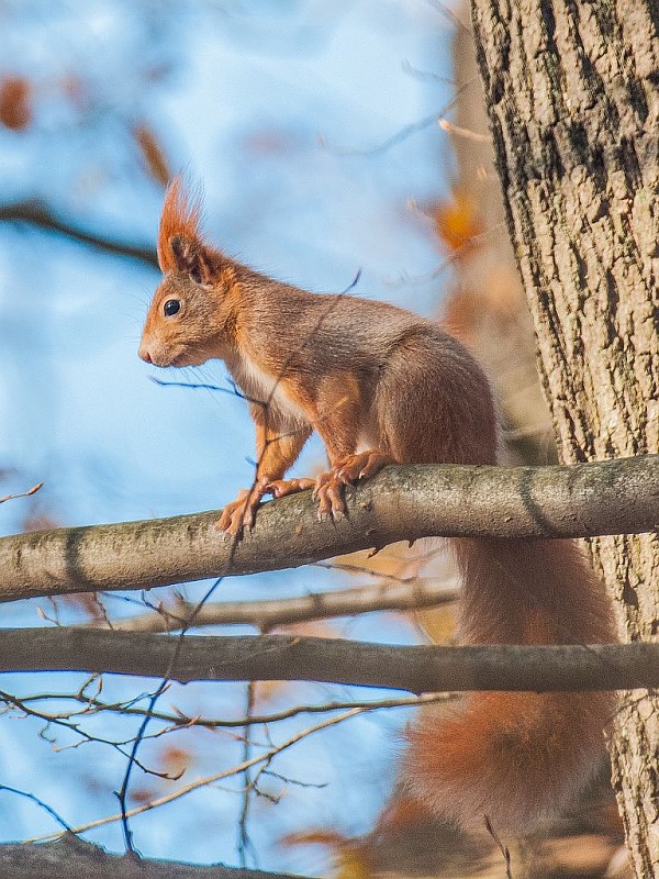 veverička obyčajná Sciurus vulgaris