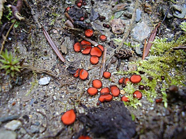 štítovnička Scutellinia sp.