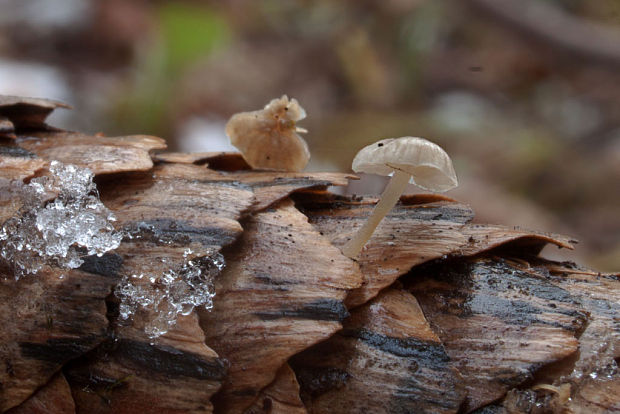 peniazočka smreková? Strobilurus esculentus (Wulfen) Singer