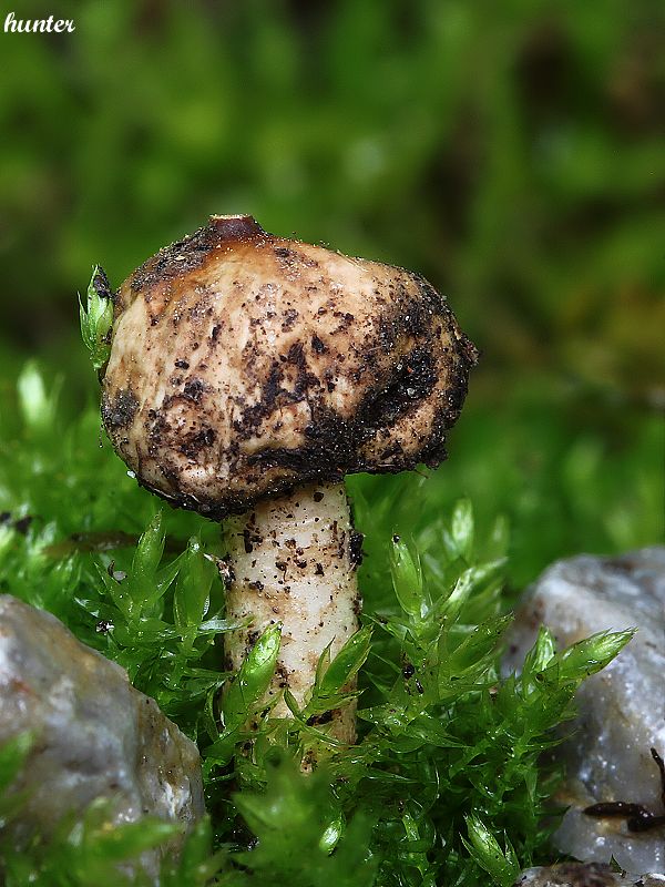 stopkovec zimný Tulostoma brumale Pers.