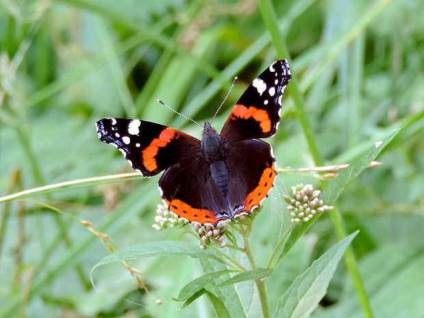 babôčka admirálska / babočka admirál Vanessa atalanta Linnaeus, 1758