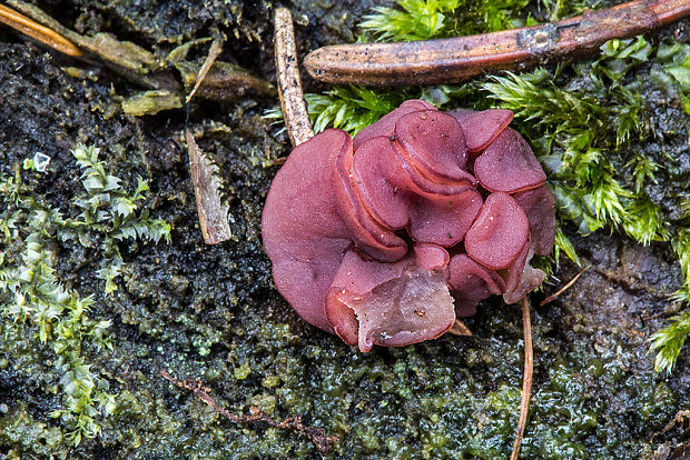 vrtidlovka Ascocoryne sp.