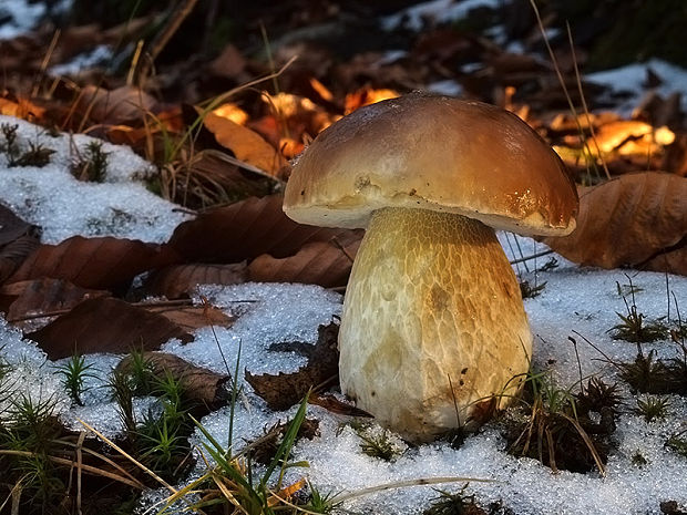 hríb smrekový Boletus edulis Bull.