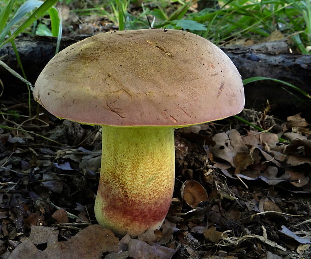 hríb nádherný Butyriboletus fuscoroseus (Smotl.) Vizzini & Gelardi