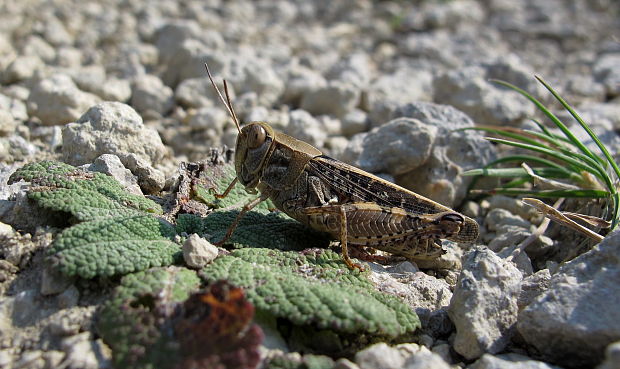 koník ružovokrídly Calliptamus italicus