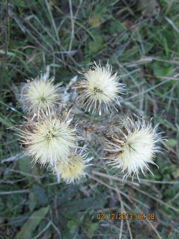 krasovlas obyčajný Carlina vulgaris L.