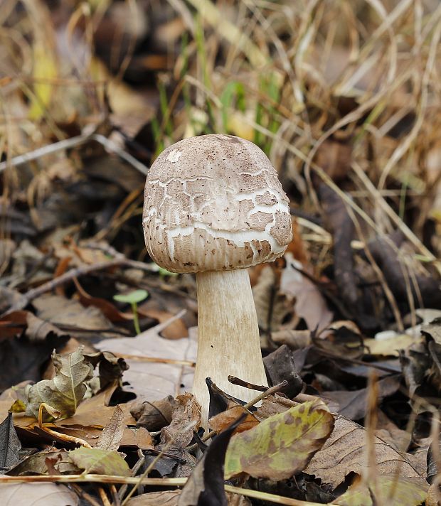 bedľa červenejúca Chlorophyllum rachodes (Vittad.) Vellinga