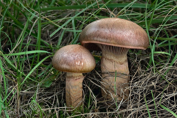 sliziak lepkavý Chroogomphus rutilus (Schaeff.) O.K. Mill.