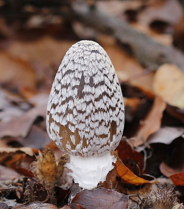 hnojník strakatý Coprinopsis picacea (Bull.) Redhead, Vilgalys & Moncalvo