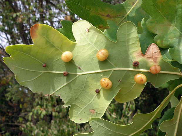 hrčiarka listová / žlabatka dubová Cynips quercusfolii Linnaeus, 1758