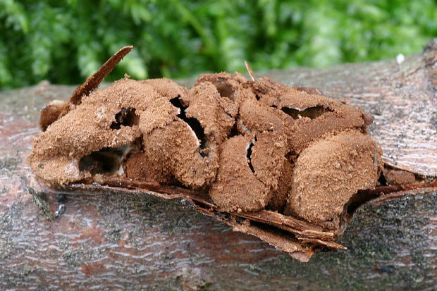 dutinovka otrubnatá Encoelia furfuracea (Roth) P. Karst.