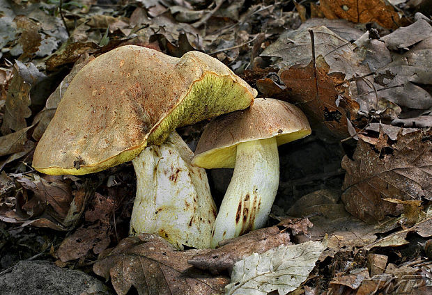 hríb plavý Hemileccinum impolitum (Fr.) Šutara