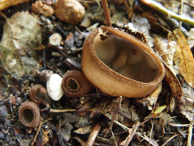 humária polguľovitá Humaria hemisphaerica (F.H. Wigg.) Fuckel