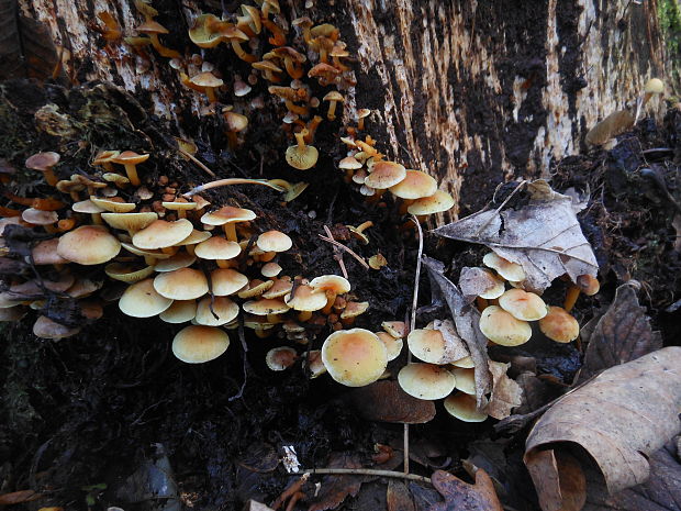 strapcovka zväzkovitá Hypholoma fasciculare (Huds.) P. Kumm.