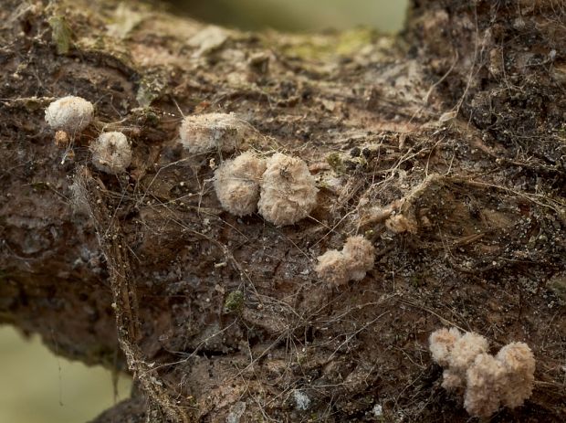 vlnuška neškodná Lachnellula occidentalis (G.G. Hahn & Ayers) Dharne