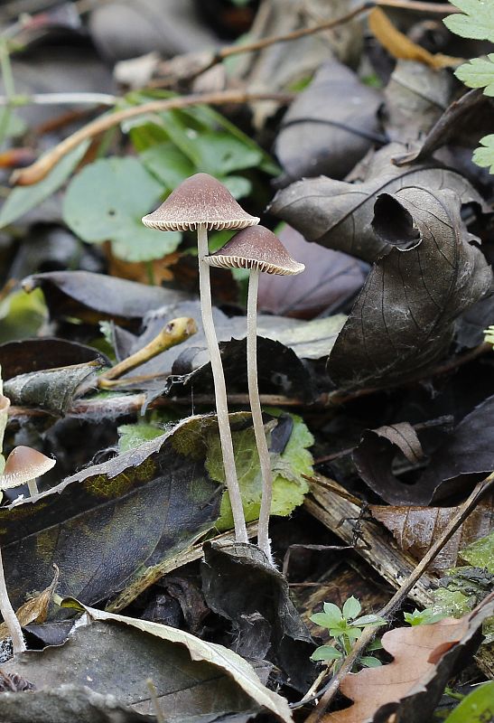 prilbička Mycena sp.