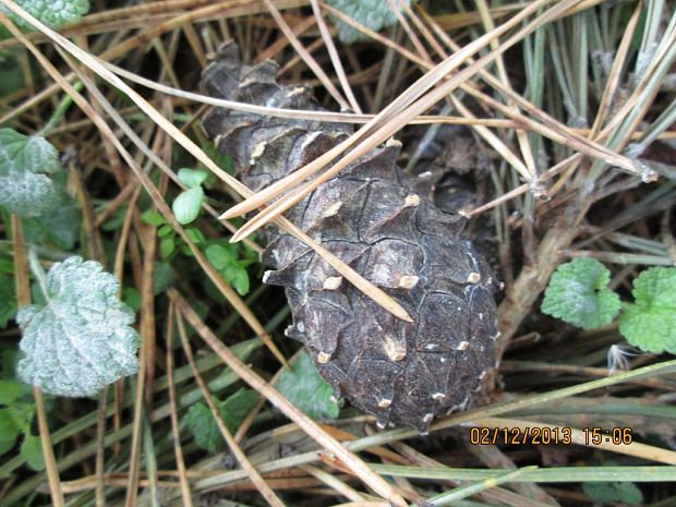 borovica čierna Pinus nigra Arn.