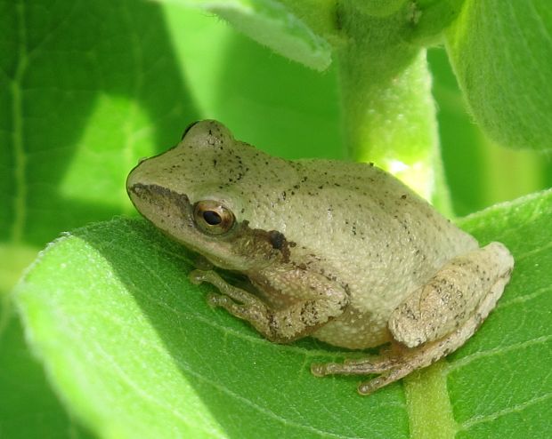 rosnicka Pseudacris crucifer(Hylidae)