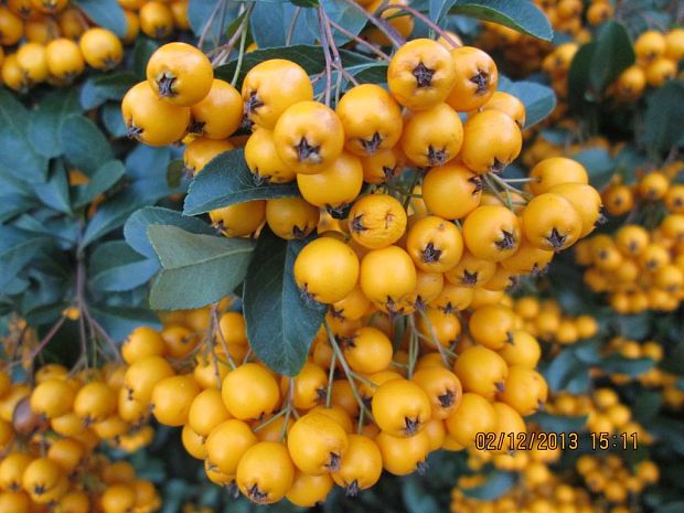 hlohyňa šarlátová Pyracantha coccinea M. Roem.