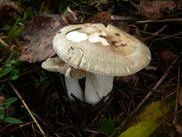 plávka Russula sp.