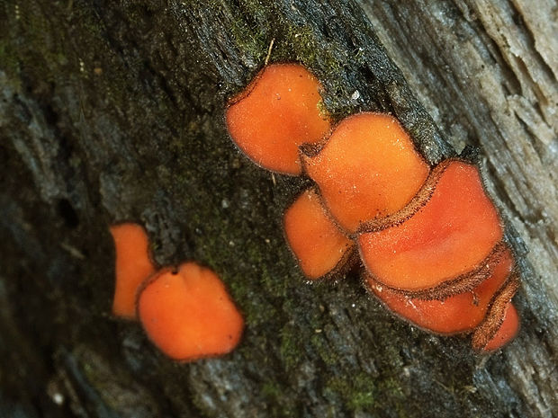 štítovnička Scutellinia sp.