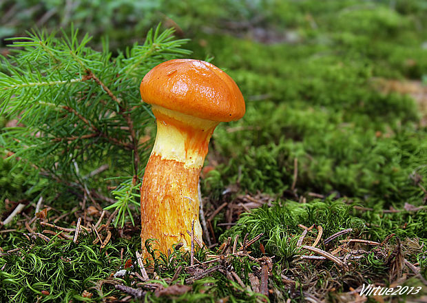 masliak smrekovcový Suillus grevillei (Klotzsch) Singer