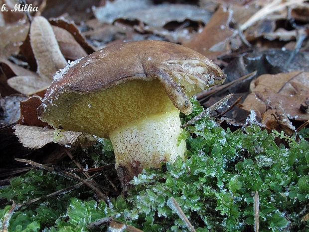 masliak obyčajný Suillus luteus (L.) Roussel