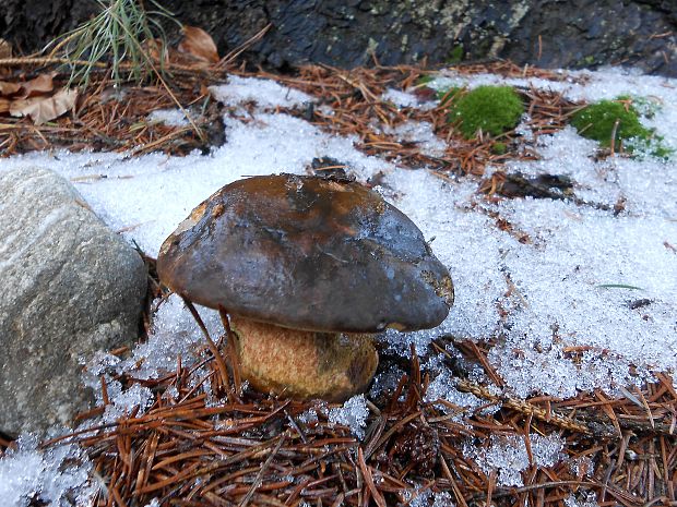 hríb zrnitohlúbikový Sutorius luridiformis (Rostk.) G. Wu & Zhu L. Yang