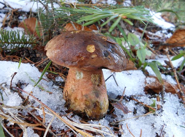 hríb zrnitohlúbikový Sutorius luridiformis (Rostk.) G. Wu & Zhu L. Yang