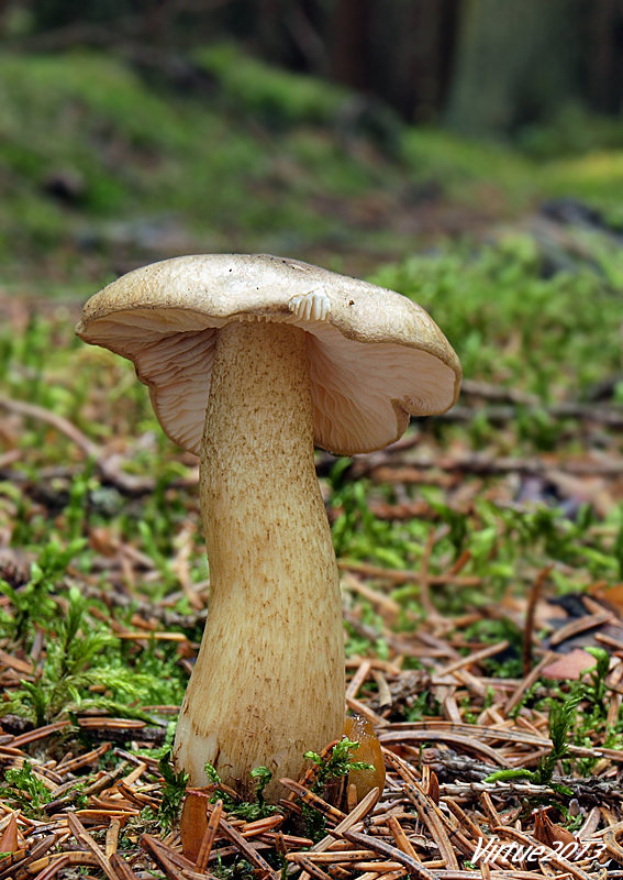 čírovka pestrá Tricholoma fucatum (Fr.) P. Kumm.