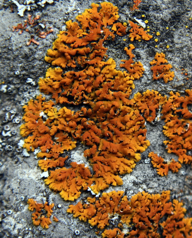 diskovník Xanthoria sorediata (Vain.) Poelt