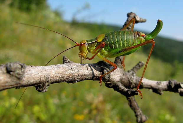 kobylka stromová Barbitistes constrictus